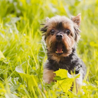 small terrier dog breeds