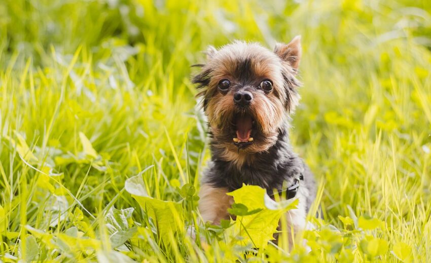 small terrier dog breeds