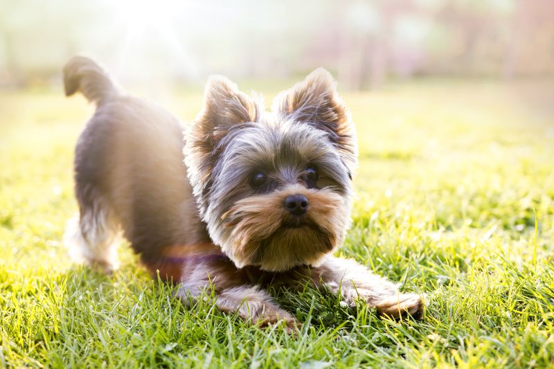 terriers love to play