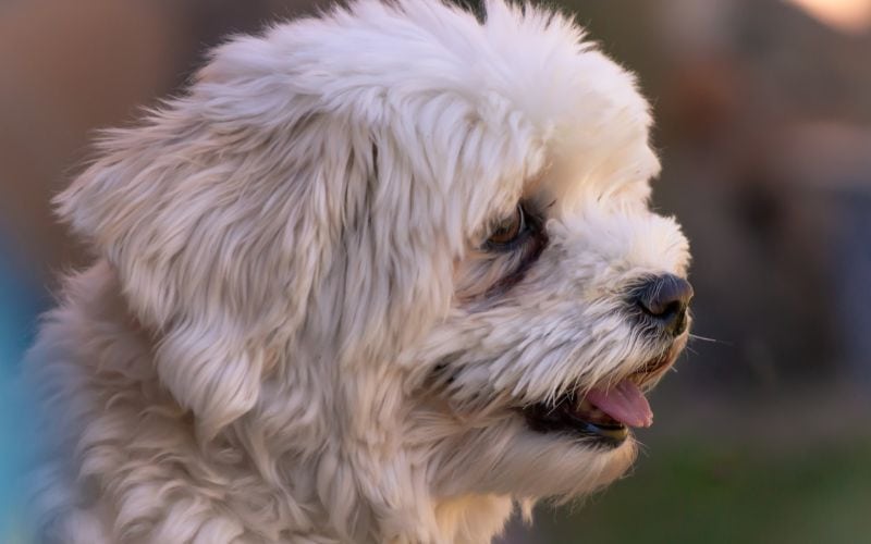 A havanese looking away