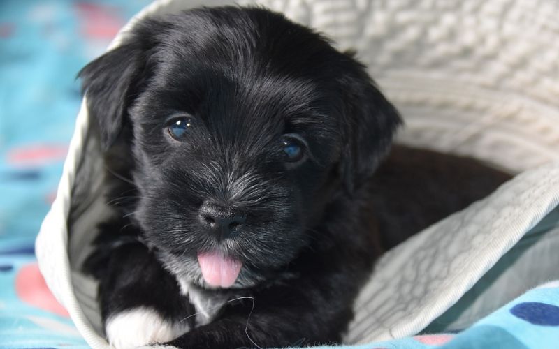 A small and black havanese puppy