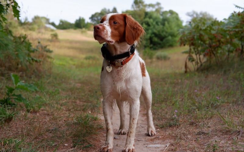 Brittany Breed Temperament