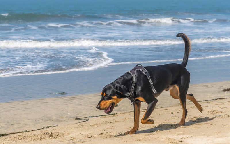 Coonhound walking along beach in lifevest