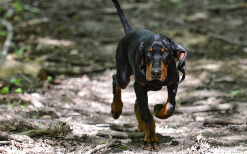 Coonhound walking on dirt pathway