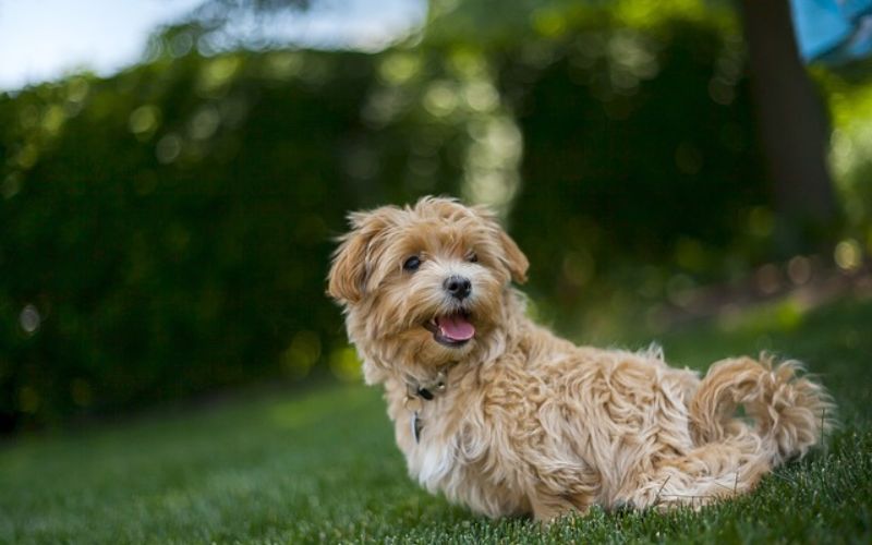 Fluffy dog sitting on grass
