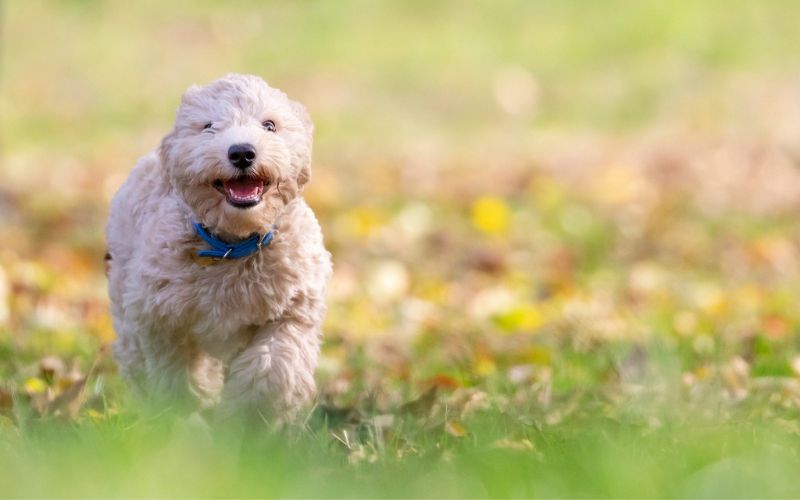 Puppy running in grass with wind against fur
