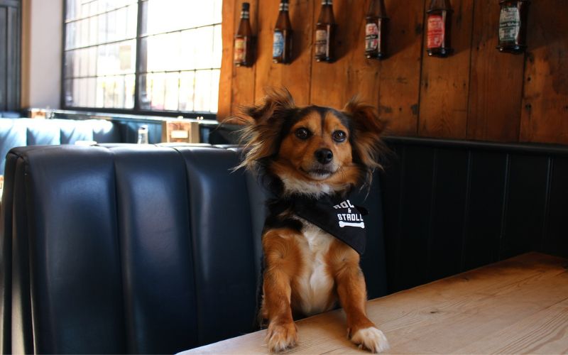 Small dog inside bar