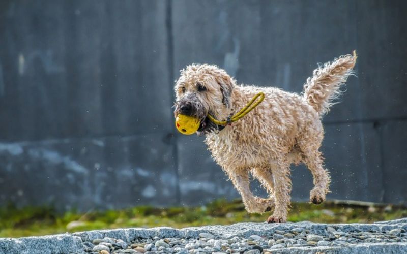 Wet dog running with yellow ball in mouth
