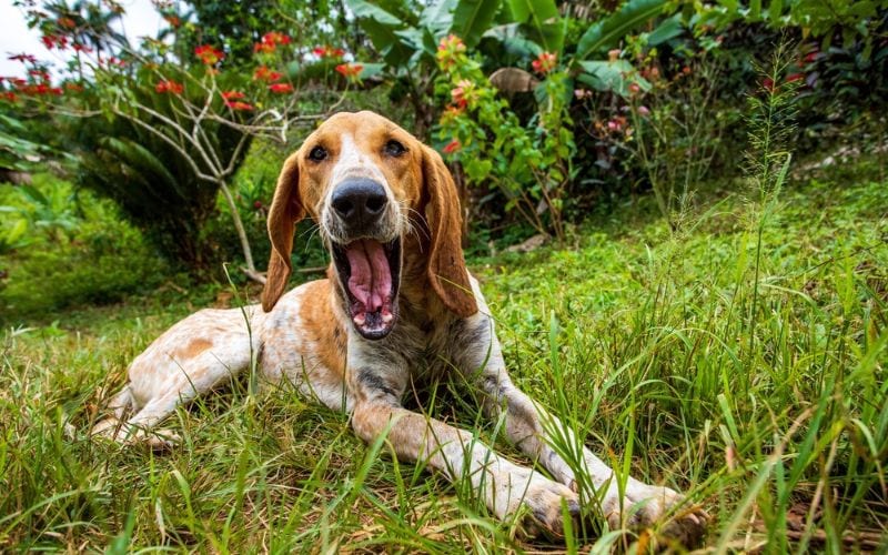 Yawning english coonhound