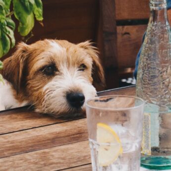 Best Dog-Friendly Bars in Los Angeles