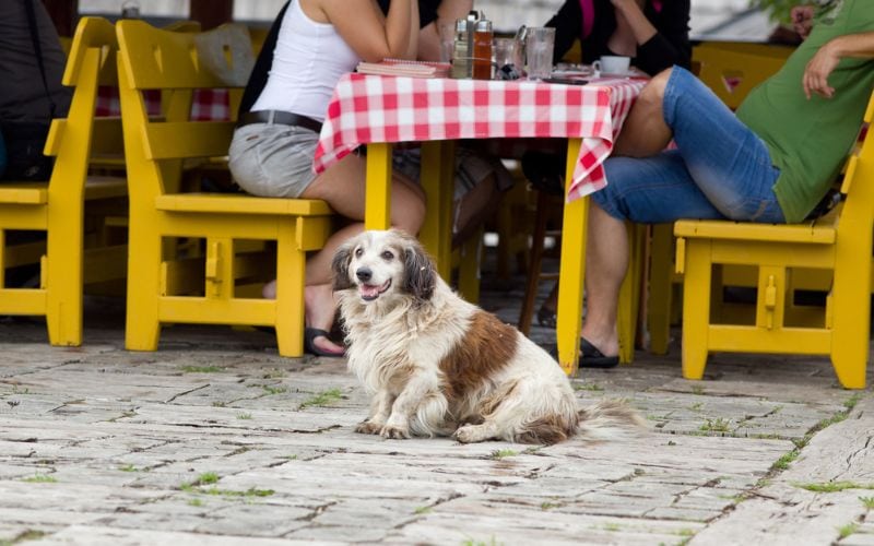 Dog sitting on brick sidewalk near restaurant
