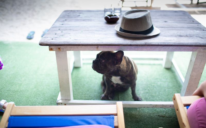 Dog sitting under a table