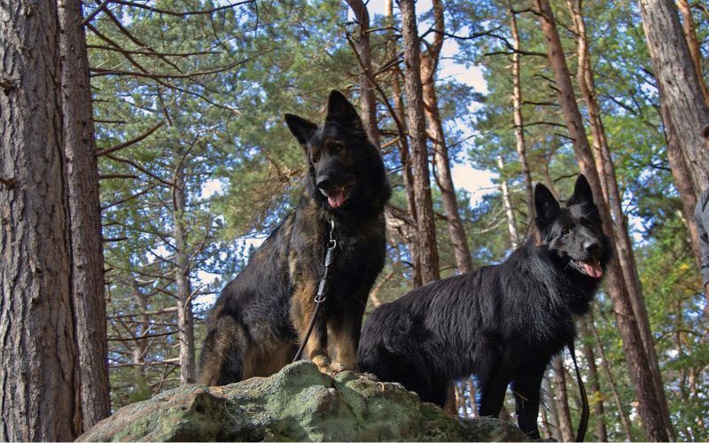 Dogs perched on rock in forest