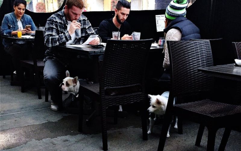 Best Dog-Friendly Restaurants in Seattle: 16 Places to Nom with Your Dog 5 Eureka!