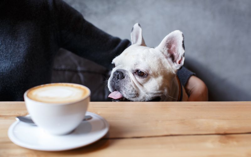 French Bulldog sitting at table in front of cup