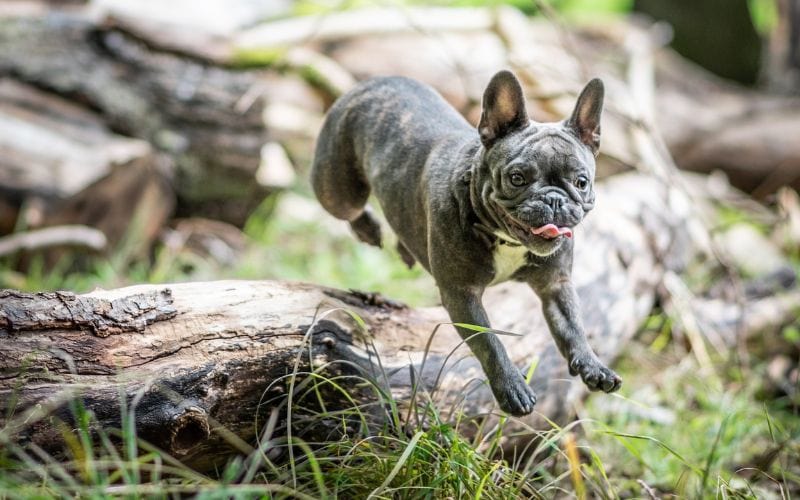 Gray dog jumping over log