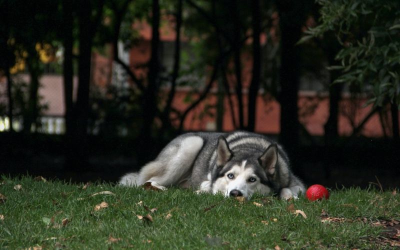 Husky lying on grass beside red ball