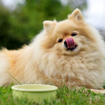 Best Pomeranian Food