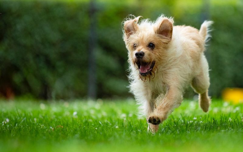 Shaggy dog running on green grass