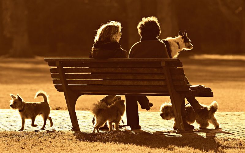 Two people sitting on bench with dogs