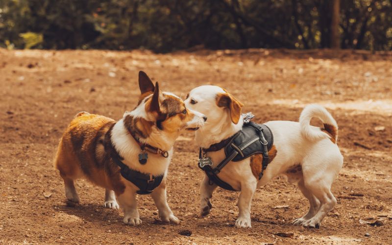 What To Look For In A Dog Park? 