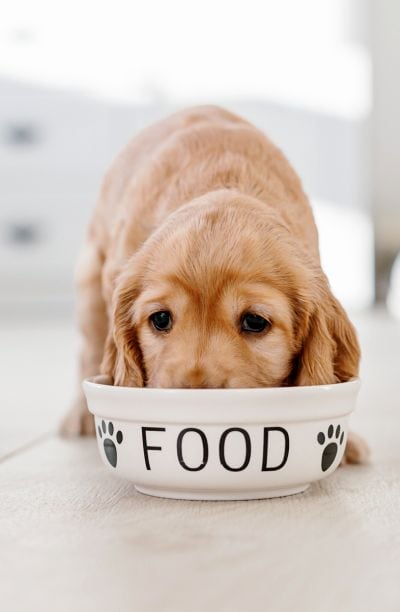 how much to feed puppy