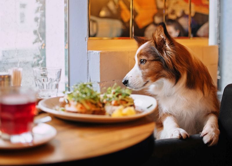 restaurants that allow dogs in Dallas