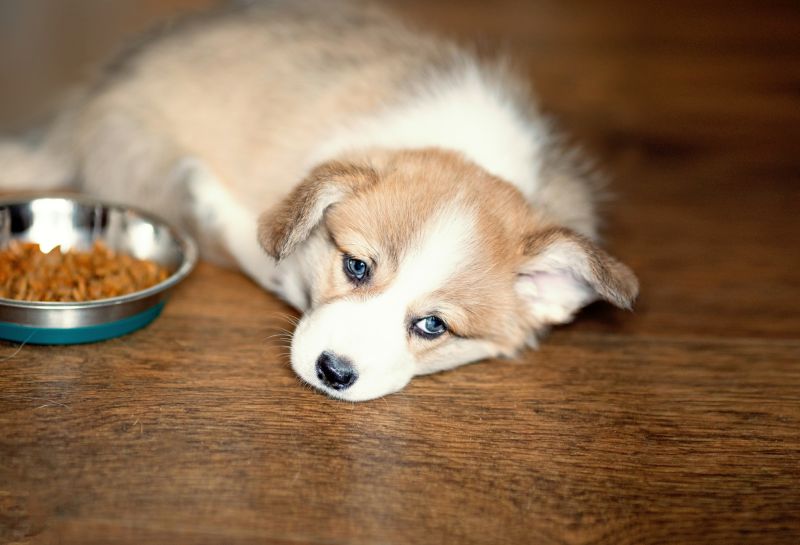 things to avoid in a dog food