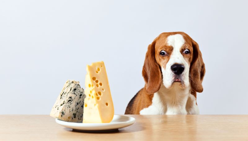 some cheese is dangerous for dogs