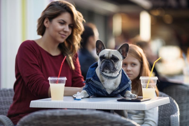 boston restaurants that allow dogs