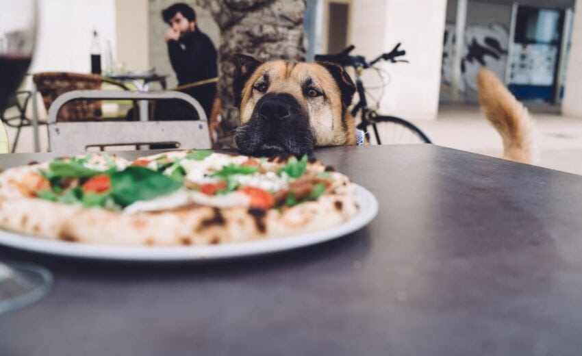restaurants in NY for dogs