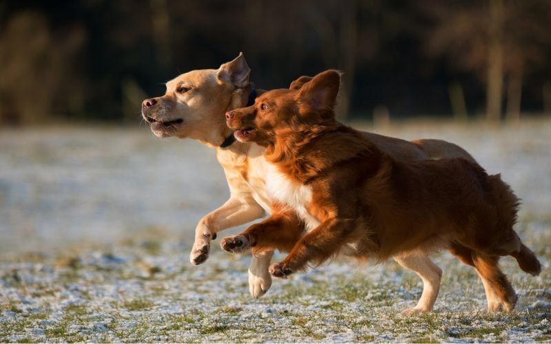 2 dogs running off leash