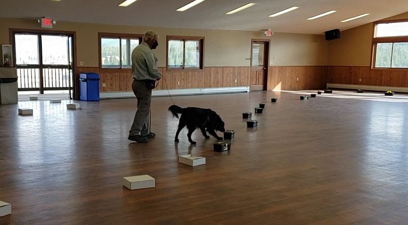 Palo Alto dog training