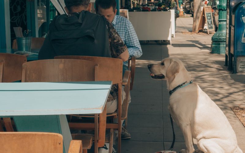 A dog and its owner at a restaurant