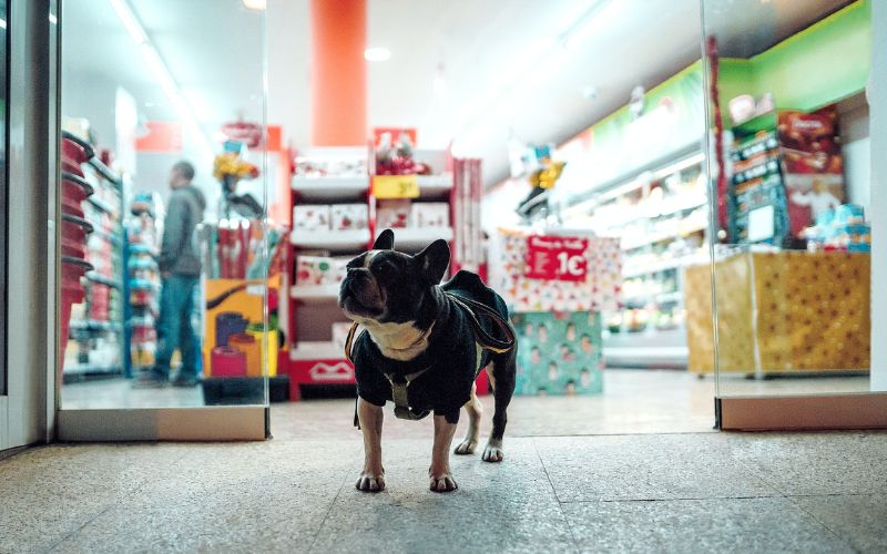 A small dog standing in front of a store