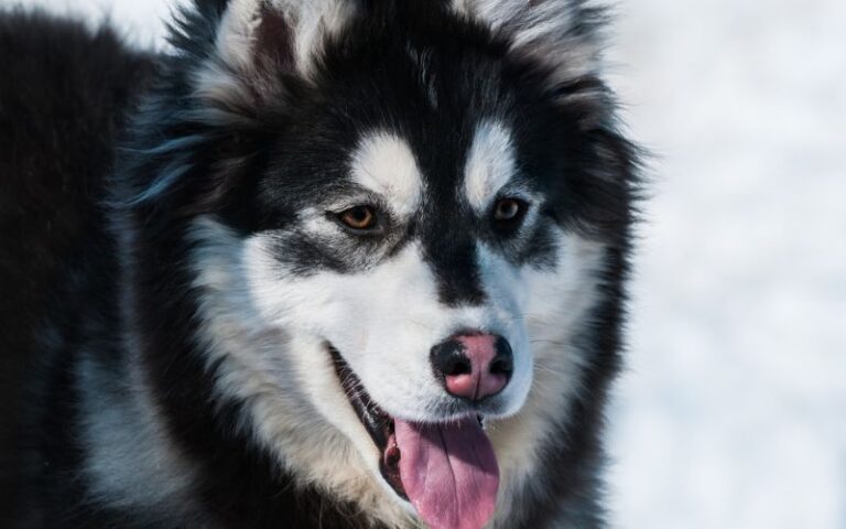 28 Alaskan Malamute Mixes Wonderful Woofers 28 Alaskan Malamute Mixes Wonderful Woofers