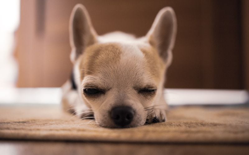 Chihuahua lying on rug while sleeping