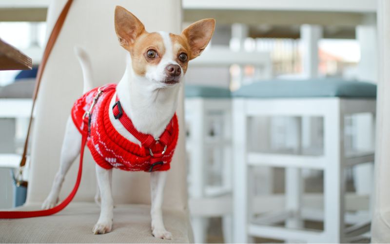 Chihuahua wearing a red sweater vest