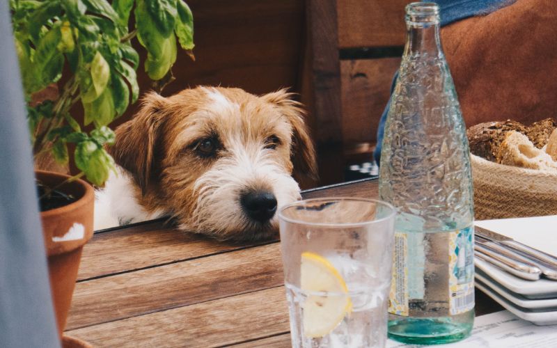 Dog at table looking at glass bottle