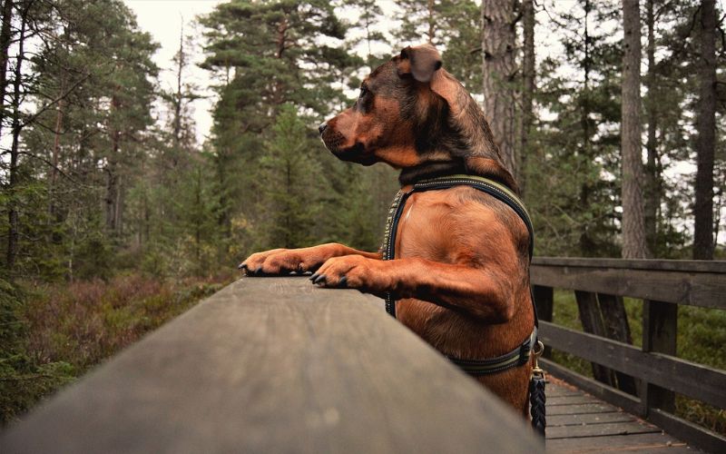 Dog leaning on wooden bridge in woods