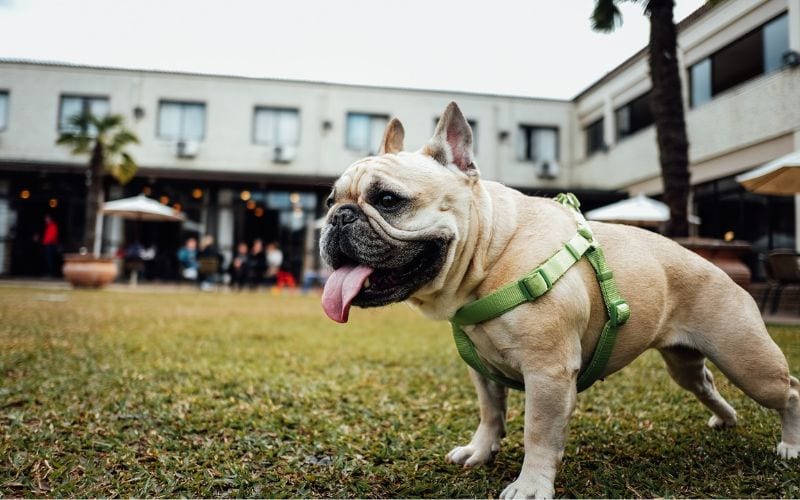Dog wearing light green harness standing on grass