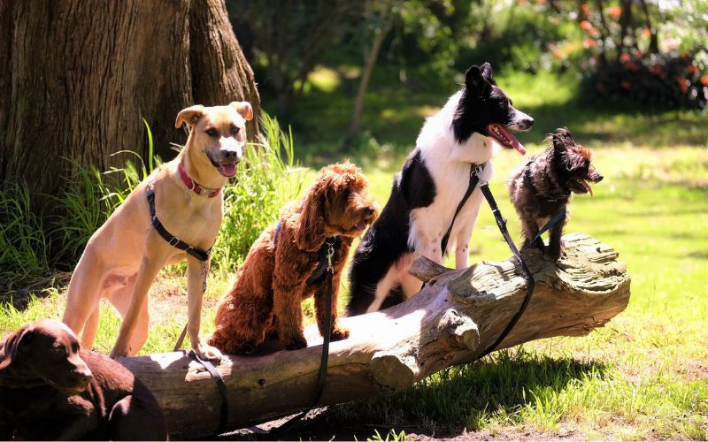 Dogs standing on a log