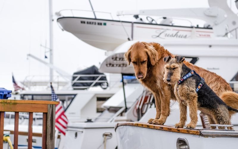 Dogs standing on docked boat