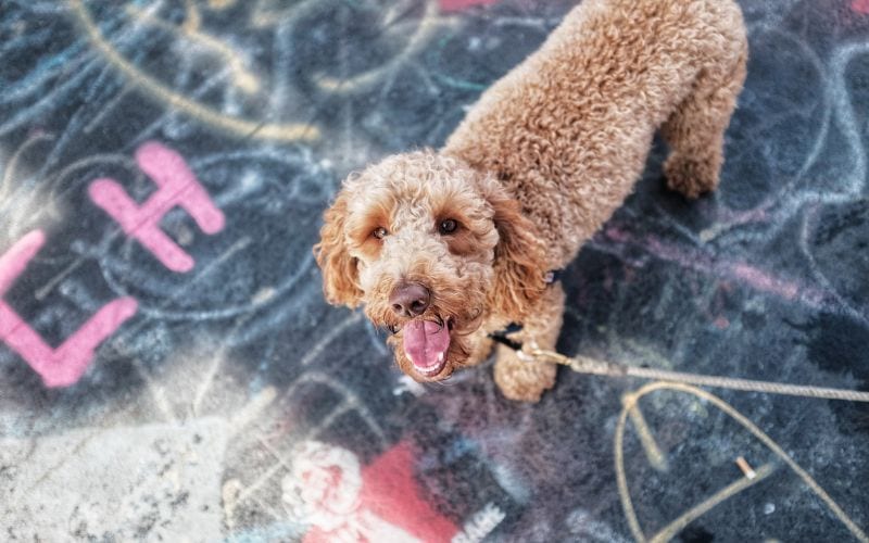 Happy brown poodle standing on pavement