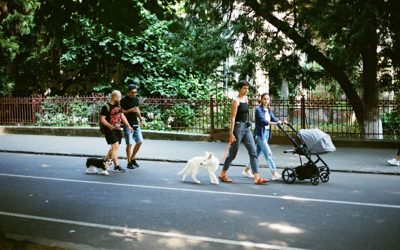 People walking dogs on sidewalk