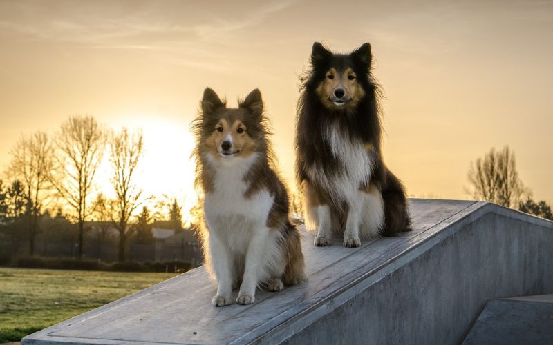 Two dogs sitting on top of inclined ramp