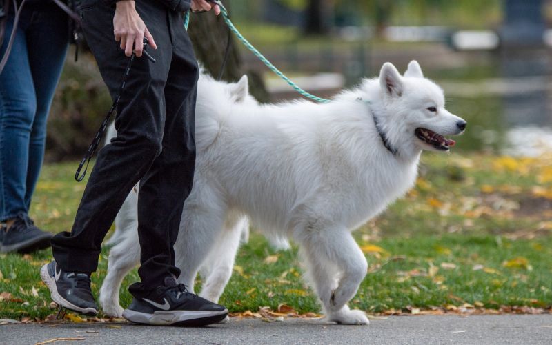 White dog walking with owner