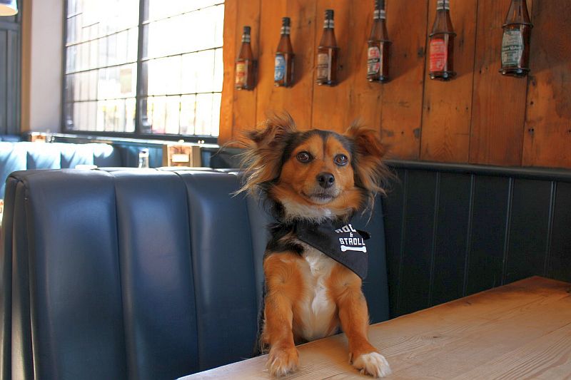 dog-friendly bars in Dallas