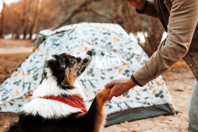go camping with your dog