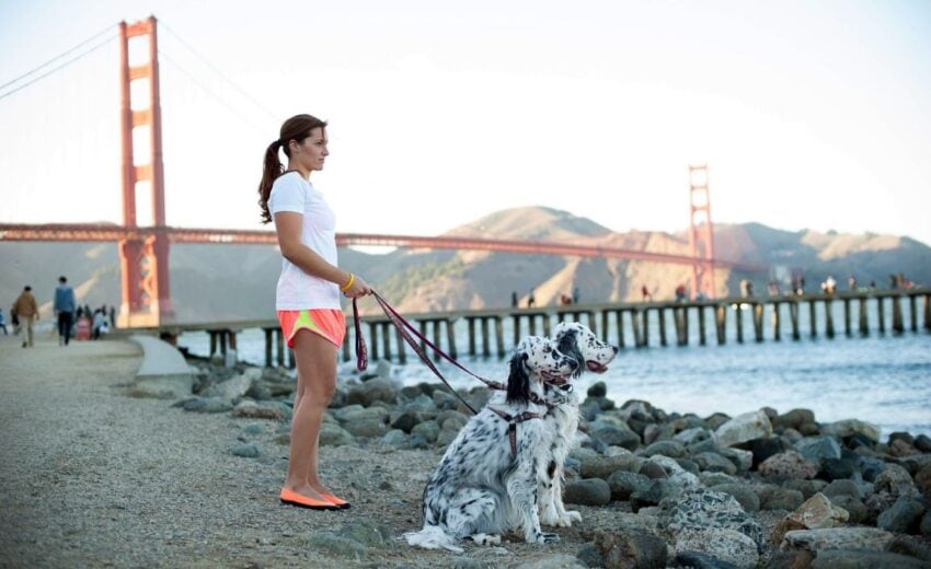 activities for dogs in San Francisco
